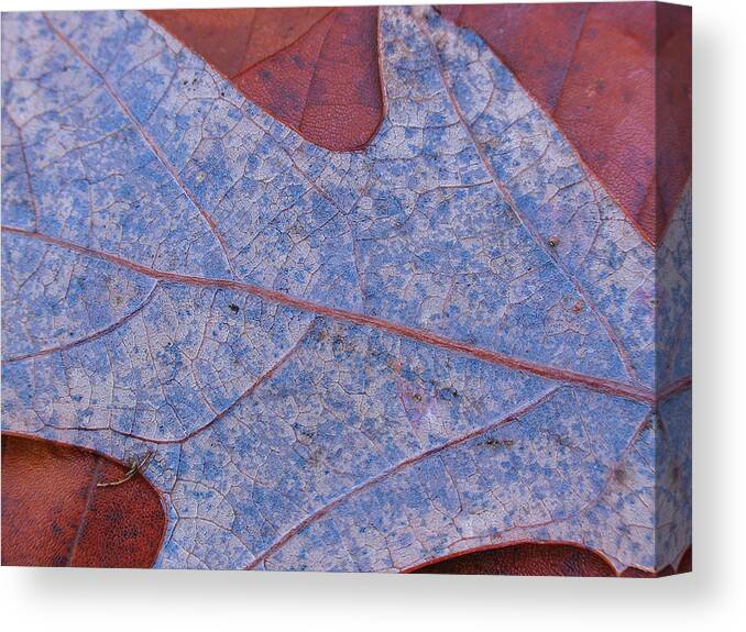 Tree Canvas Print featuring the photograph Blue on Rust by Juergen Roth