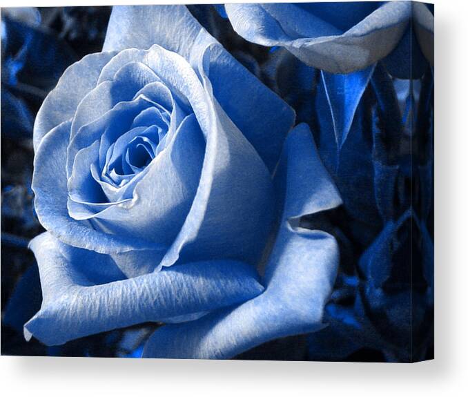 Blue Canvas Print featuring the photograph Blue Rose by Shelley Jones