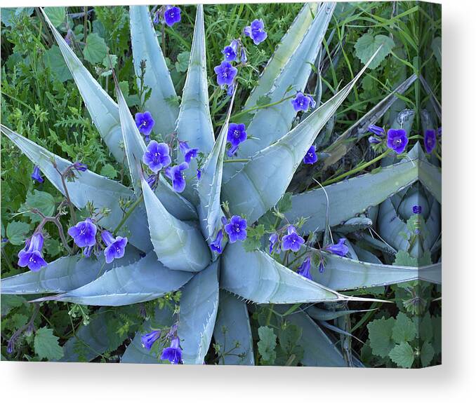 00176660 Canvas Print featuring the photograph Bluebell And Agave by Tim Fitzharris