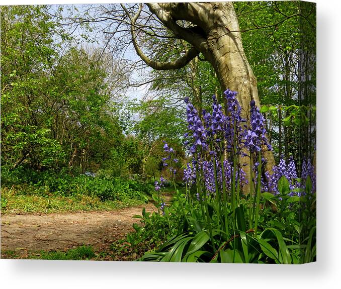Bluebells Canvas Print featuring the photograph Bluebells By The Tree by John Topman