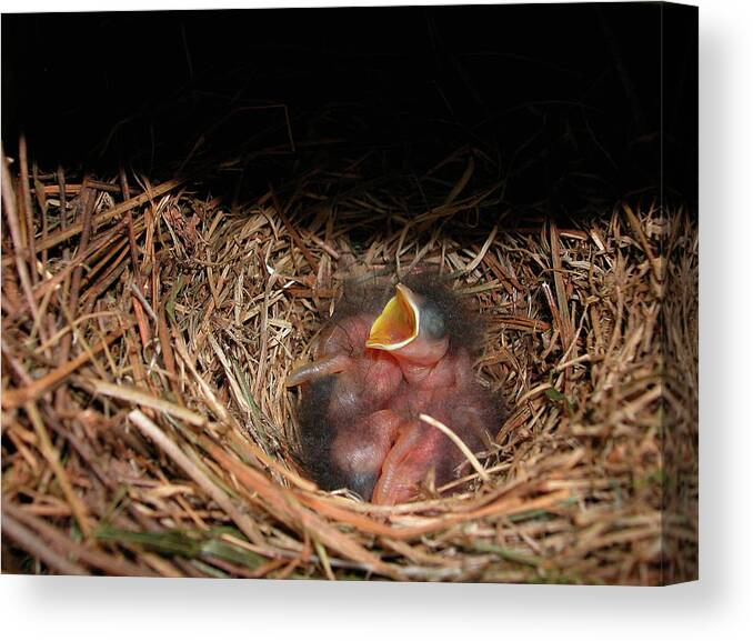 Baby Canvas Print featuring the photograph Bluebird Babies by Marie Hicks