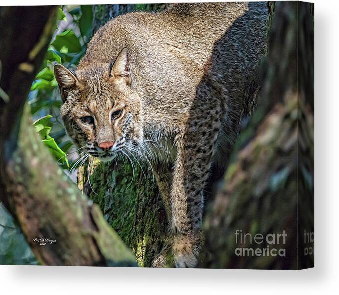 Nature Canvas Print featuring the photograph Bobcat On The Prowl by DB Hayes