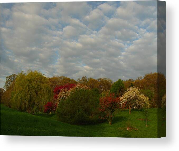 Spring Canvas Print featuring the photograph Boston Arnold Arboretum by Juergen Roth