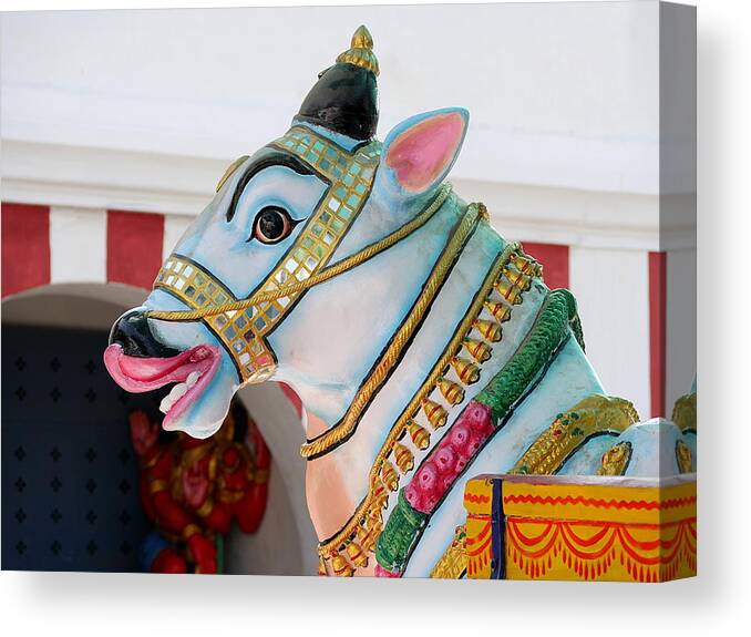 Richard Reeve Canvas Print featuring the photograph Sacred Cow - Kapaleeshwarar Temple, Mylapore by Richard Reeve
