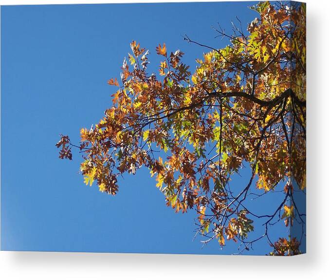 Branch Canvas Print featuring the photograph Bright Autumn Branch by Michelle Miron-Rebbe