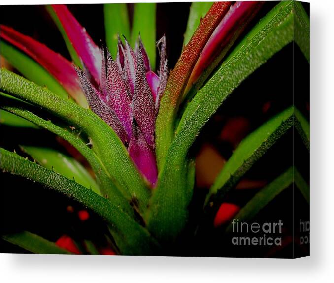 Bromeliad Flower Canvas Print featuring the photograph Brilliant Bromeliad by Miss McLean