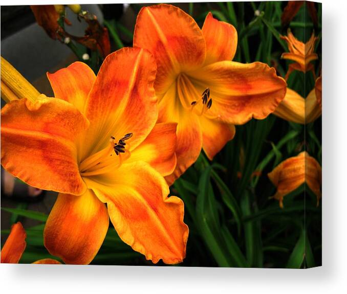Orange Canvas Print featuring the photograph Brilliant by Carol Sweetwood