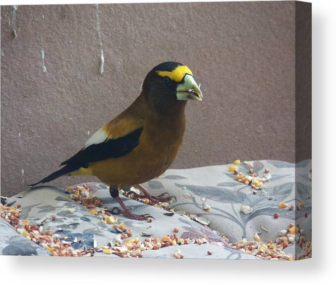 Bird Canvas Print featuring the photograph Broad Beak by Laurie Kidd