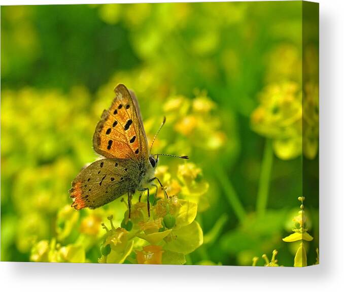 Monarch Canvas Print featuring the photograph Broken Wings by Juergen Roth