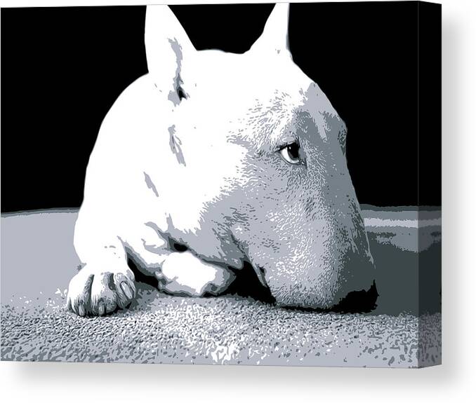 English Bull Terrier Canvas Print featuring the digital art Bull Terrier White on Black by Michael Tompsett
