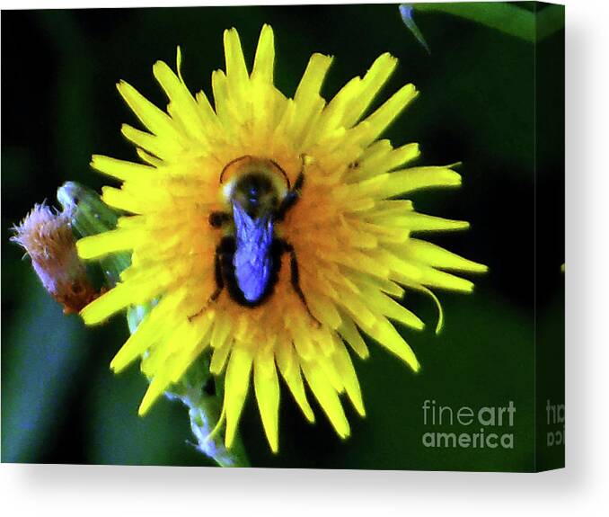 Bullseye Canvas Print featuring the photograph Bullseye Bumblebee Dandelion by Rockin Docks Deluxephotos