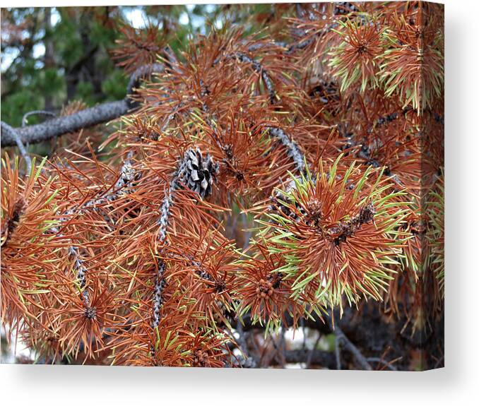 Nature Canvas Print featuring the photograph Burnt Pine by Laurel Powell