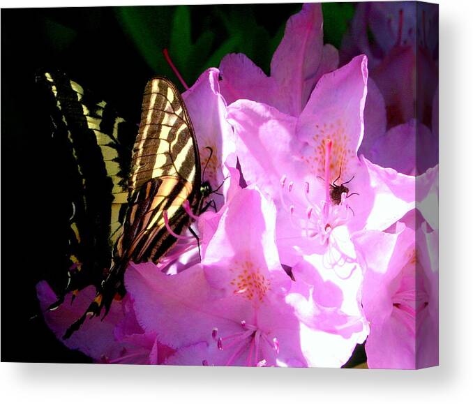 Butterfly Canvas Print featuring the photograph Butter and the  Fly by Marie Neder