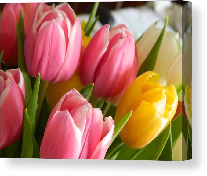 Tulip Canvas Print featuring the photograph Buttercup Pinks by Karen Mesaros