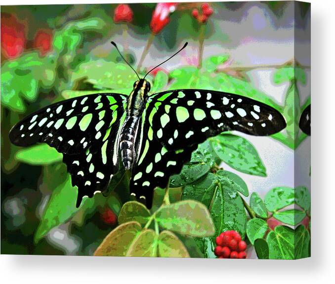 Larry Canvas Print featuring the photograph Butterfly 3 by Larry Oskin