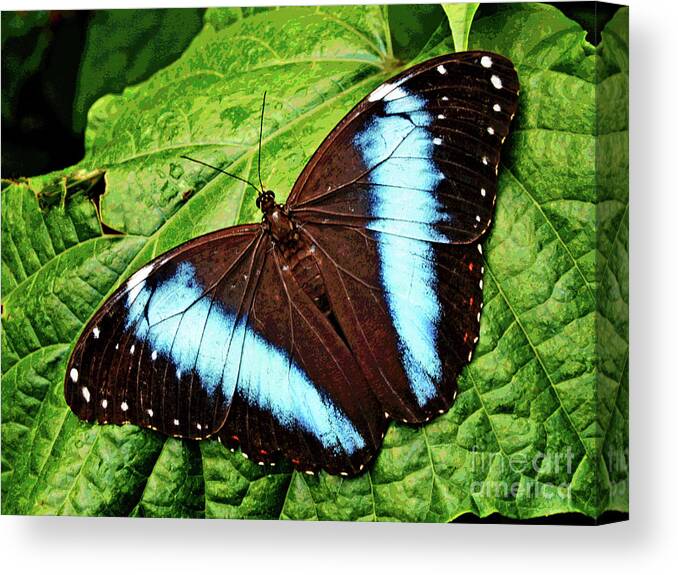 Larry Canvas Print featuring the photograph Butterfly 6 by Larry Oskin