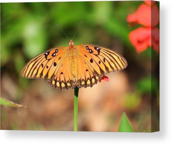 Butterfly Canvas Print featuring the photograph Butterfly Flower by Cathy Harper