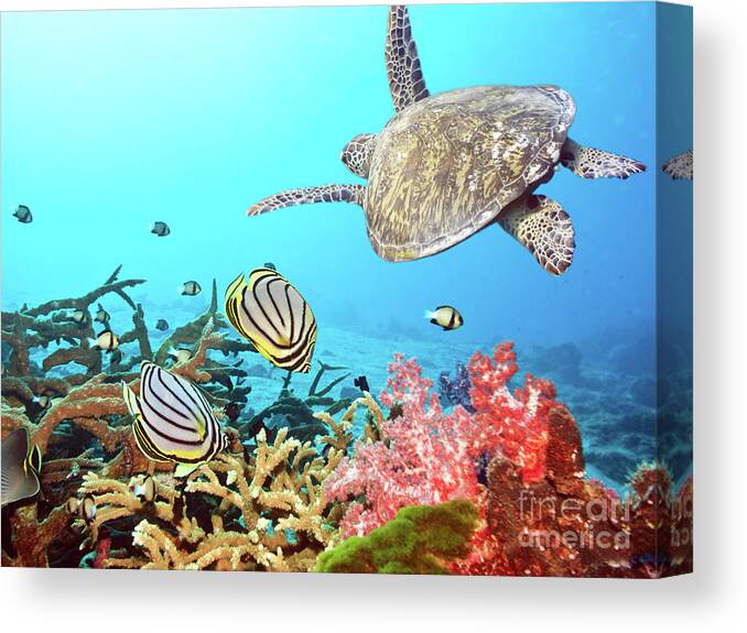 Butterflyfish Canvas Print featuring the photograph Butterflyfishes and turtle by MotHaiBaPhoto Prints