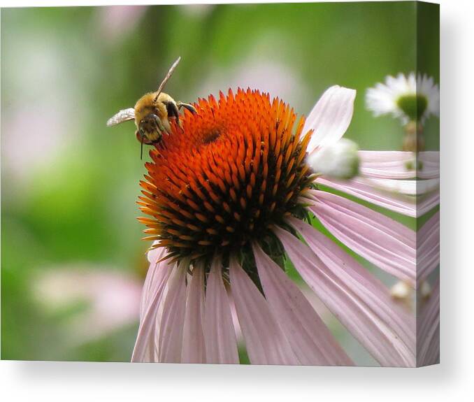  Canvas Print featuring the photograph Buzzing the Coneflower by Kimberly Mackowski