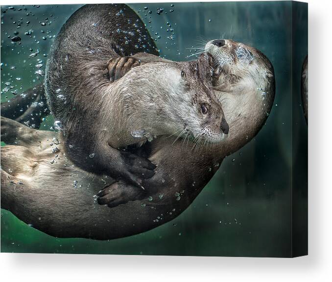 Otters Canvas Print featuring the photograph By the Skin in His Teeth by Greg Nyquist