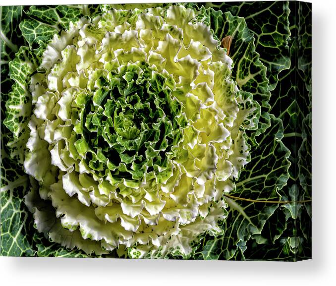 Cabbage Canvas Print featuring the photograph Cabbage by Robert Ullmann