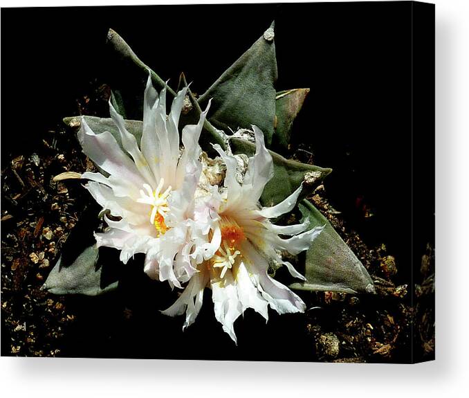 Cactus Canvas Print featuring the photograph Cactus Flower 9 2 by Selena Boron
