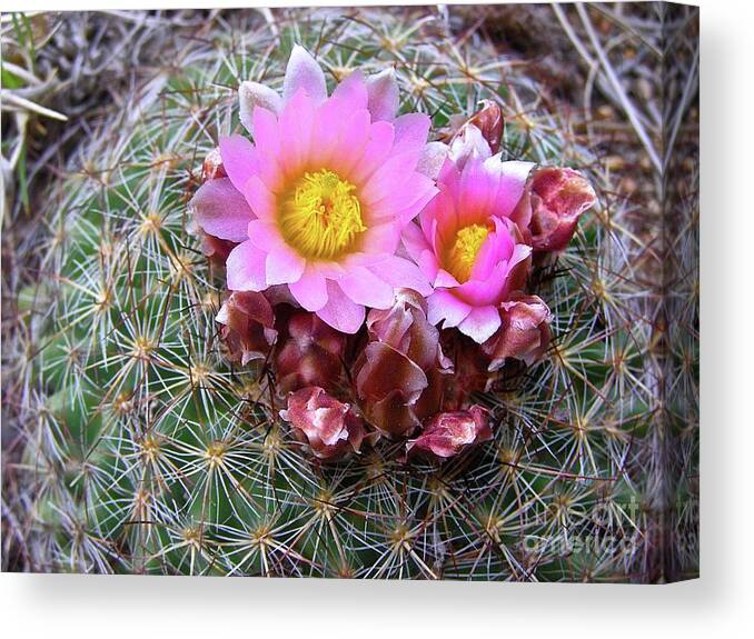Cactus Flower Canvas Print featuring the painting Cactus Flower by Alan Johnson