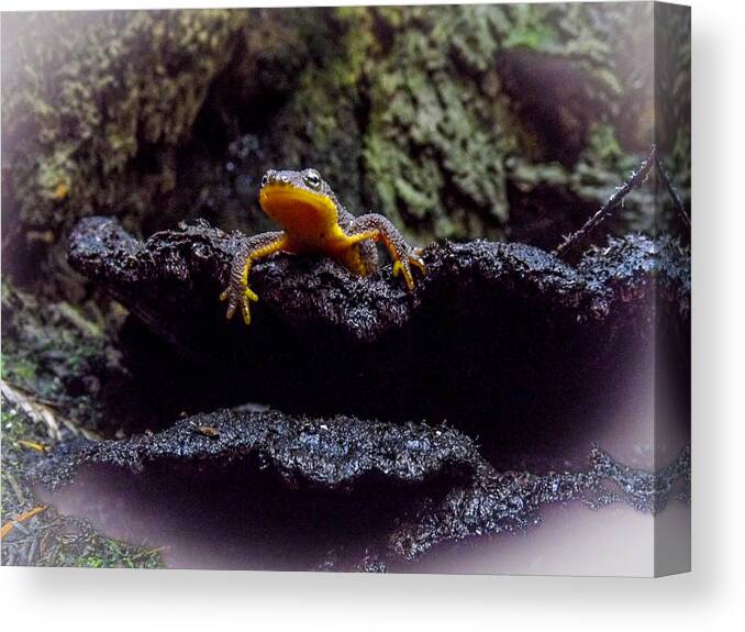  Canvas Print featuring the photograph California Newt 2 by Reed Tim