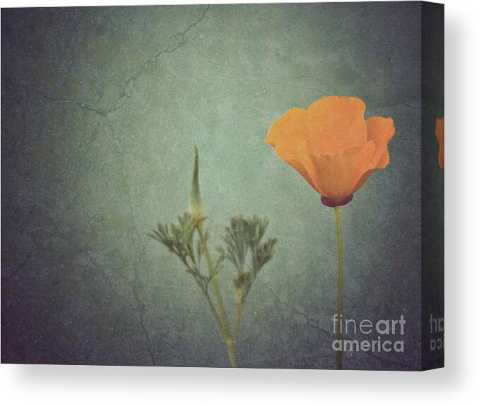 California Canvas Print featuring the photograph California poppy by Cindy Garber Iverson