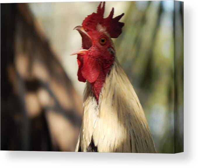 Rooster Chicken Wildlife Animals Birds Alert Warning Signal Habitat Canvas Print featuring the photograph Call To Attention by Jan Gelders