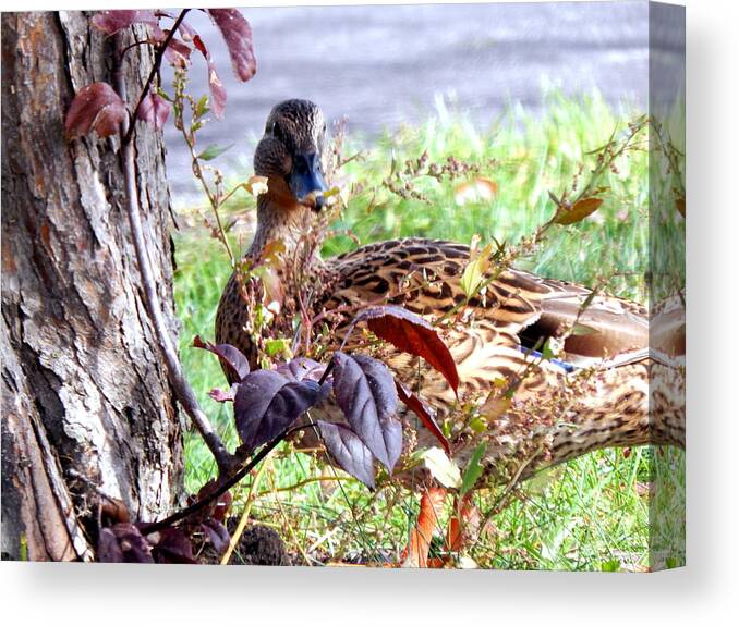 Mallard Canvas Print featuring the photograph Can I Help You by Wild Thing