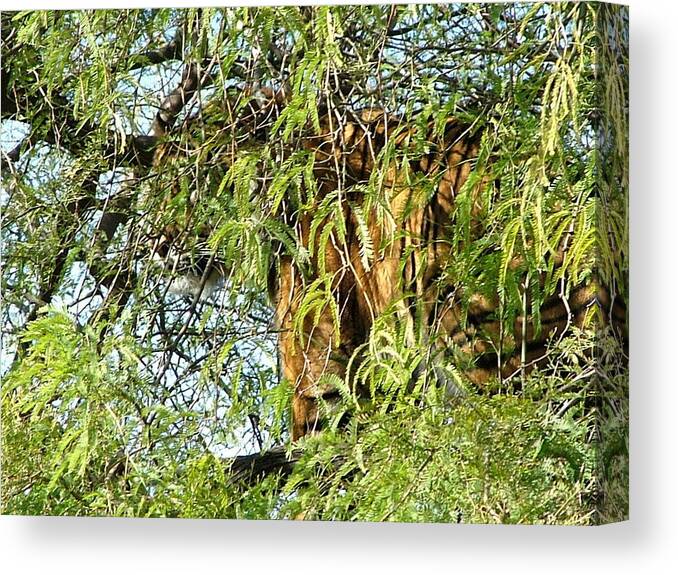 Tiger Canvas Print featuring the photograph Can you see me........ by Nick Gustafson