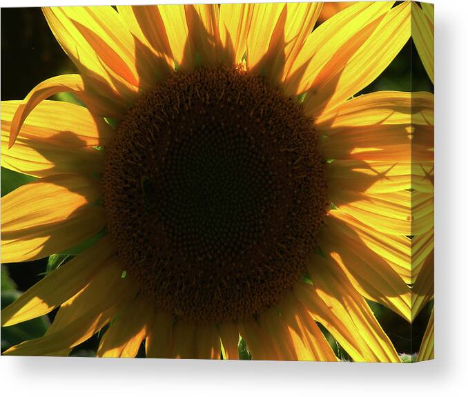 Sunflowers Canvas Print featuring the photograph Can You See by Wilma Stout