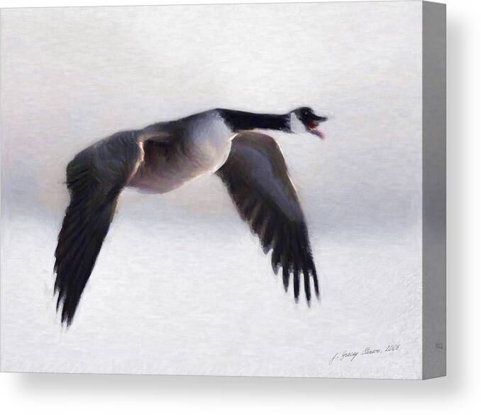 Wildlife Canvas Print featuring the digital art Canada Goose by JGracey Stinson