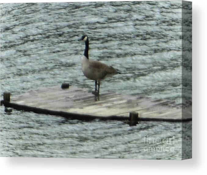 Canada Goose Canvas Print featuring the photograph Canada Goose Lake Dock by Rockin Docks Deluxephotos