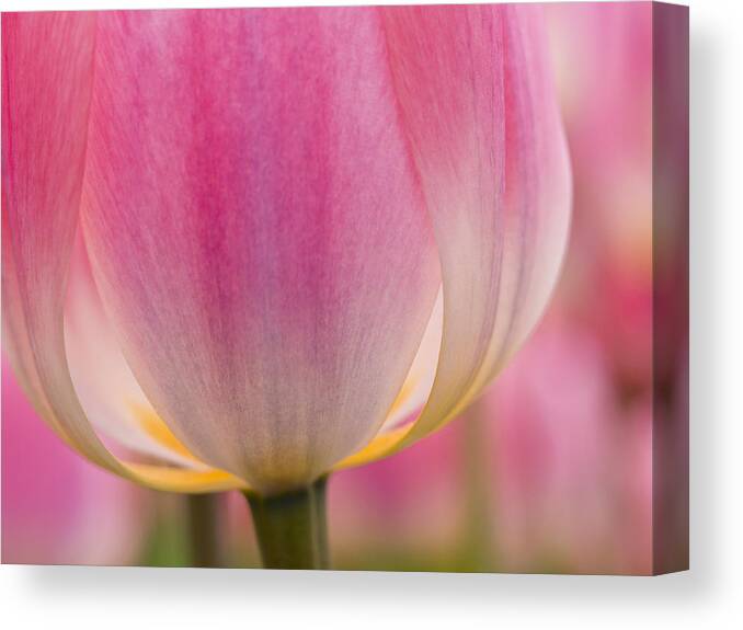 Beauty Canvas Print featuring the photograph Candle Light by Eggers Photography