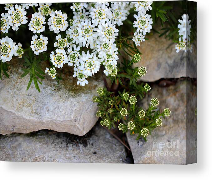 Flower Canvas Print featuring the photograph Candytuft on the Rocks by Karen Adams