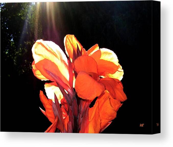 Canna Lily Canvas Print featuring the photograph Canna Lily by Will Borden