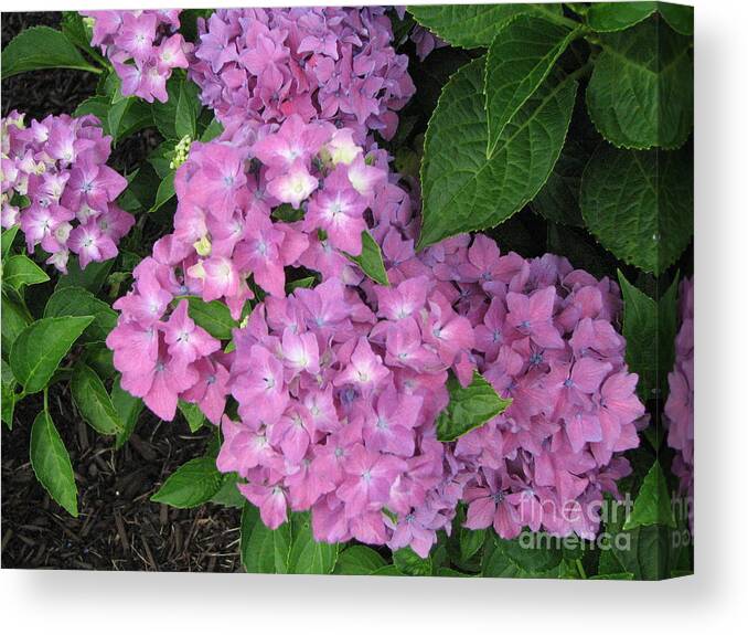 Flowers Canvas Print featuring the photograph Cape Cod Hydrangeas by Joan Hartenstein