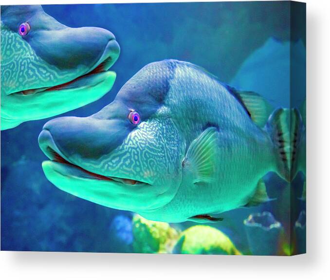 Fish Canvas Print featuring the photograph Captivating Pink Eye by Betsy Knapp