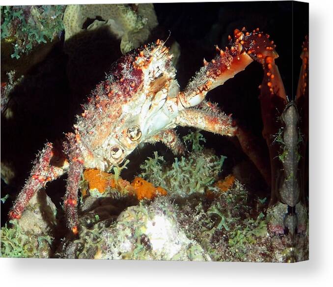 Crab Canvas Print featuring the photograph Caribbean Hairy Clinging Crab by Amy McDaniel