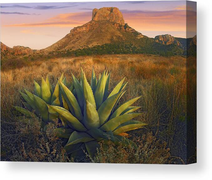 00175597 Canvas Print featuring the photograph Casa Grande Butte With Agave by Tim Fitzharris