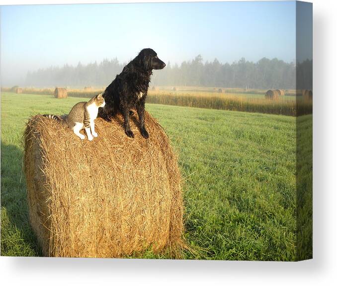 Cat Canvas Print featuring the photograph Cat and Dog on Hay Bale by Kent Lorentzen