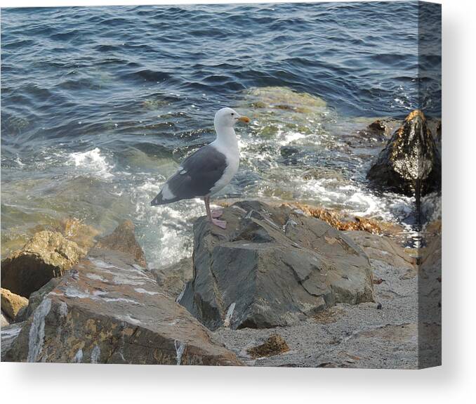 Catalina Island Canvas Print featuring the photograph Catalina Island Native by Helen Carson