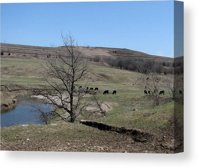 Cattle Canvas Print featuring the photograph Cattle Along Deep Creek by Keith Stokes