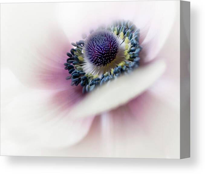 Flower Canvas Print featuring the photograph Center of attention. by Usha Peddamatham