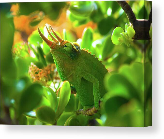 Chameleon Canvas Print featuring the photograph Chameleon King by Christopher Johnson