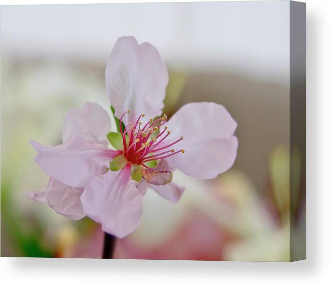 Cherry Canvas Print featuring the photograph Cherry Blossom I by Elena Perelman