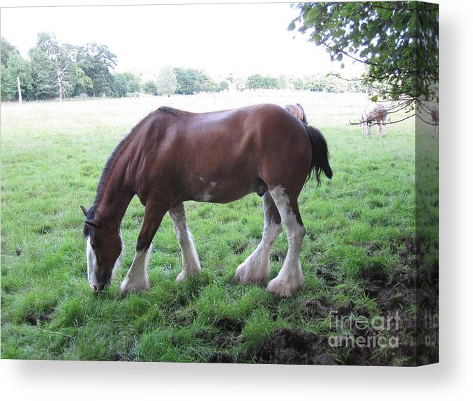 Horse Canvas Print featuring the photograph Chestnut Clydesdale by Brandy Woods