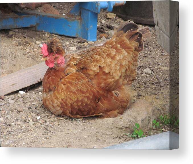 Chicken Canvas Print featuring the photograph Chicken by Mariel Mcmeeking